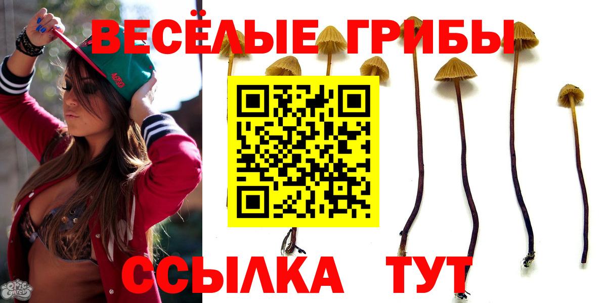 Псилоцибиновые грибы Psilocybine cubensis Боровичи